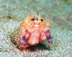 Hermit crab (Pagurus prideaux) with Cloak anemone (Adamsi... by Gary Carpenter 